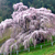 福島県・郡山市の菅野草苑（かんのそうえん）さんが、震災後、三春滝桜を撮影